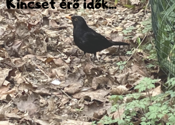 Minden nap olyan öröm